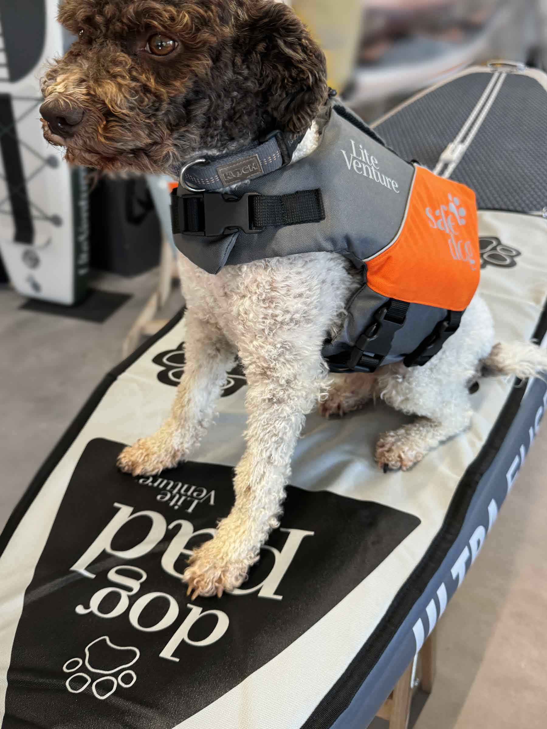 Set SUP with dog beginner